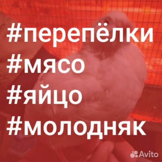 Перепела, молодняк, мясо, яйца перепёлки