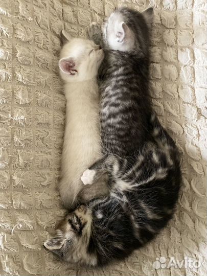 Британские котята