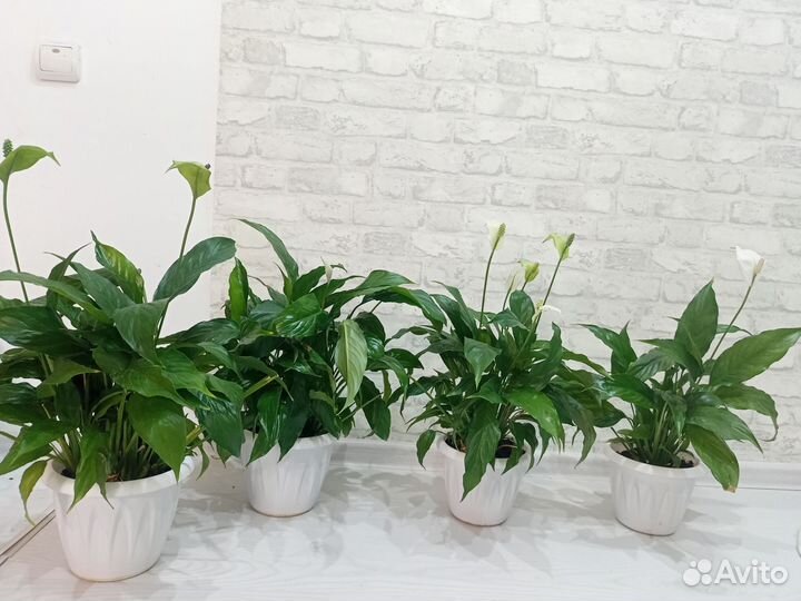 Спатифиллум 