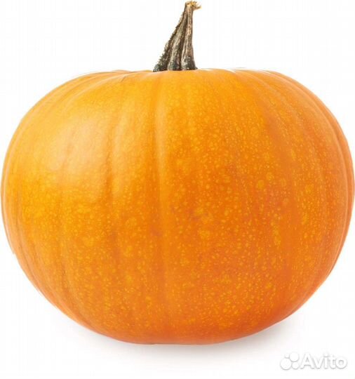 Тыква оптом