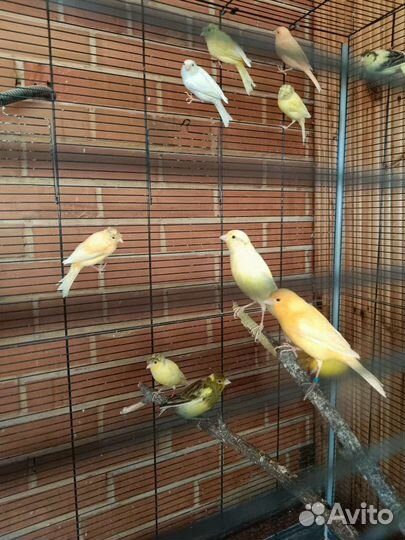 Попугаи оптом