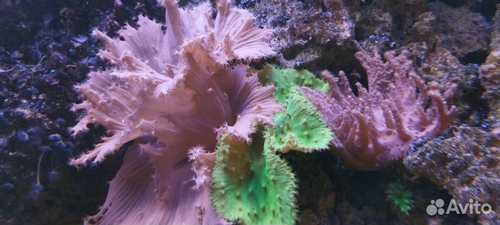 Актинии.морские звёзды, живые камни