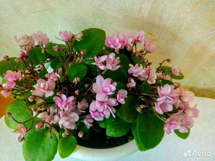 Сенполия (фиалка)