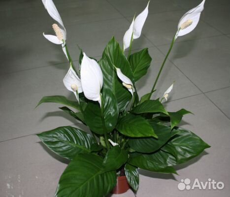 Спатифиллум-Женское Счастье