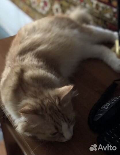 Кошка в дар бесплатно