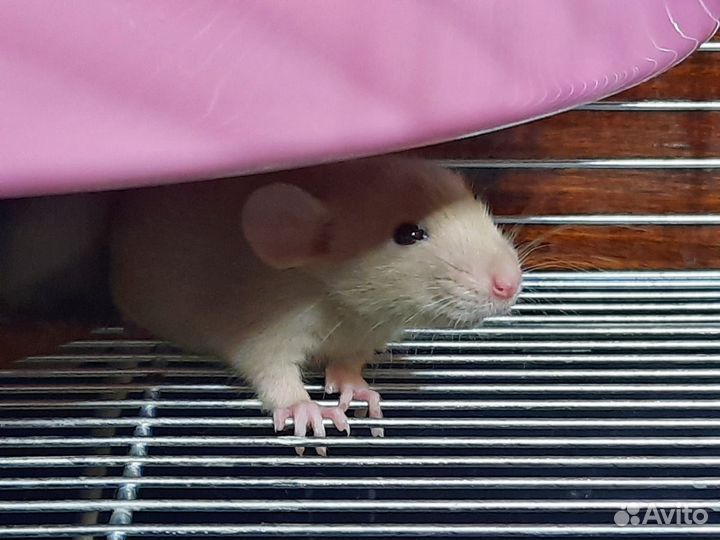 Крысы Дамбо, крысята Baby rats Dumbo pearls velvet