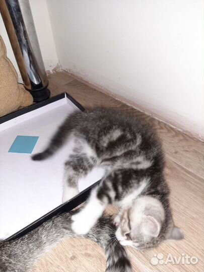 Котенок в добрые руки мальчик