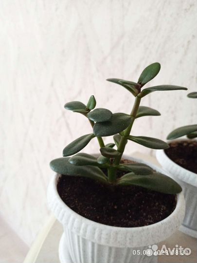 Денежное дерево/толстяка/крассула