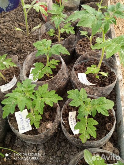 Рассада комнатных помидоров и перцев