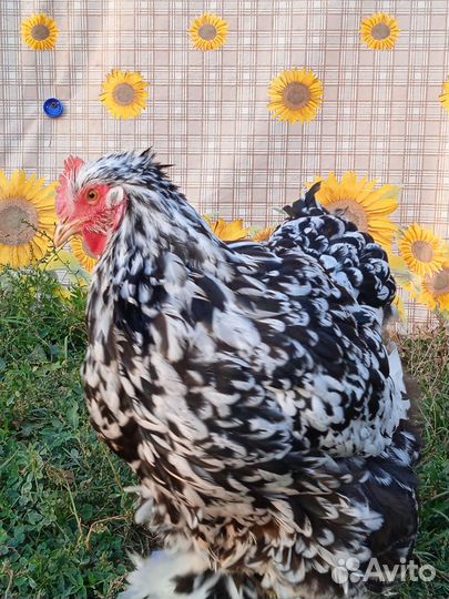 Куры породы кохинхин