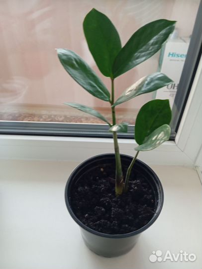 Замиокулькас