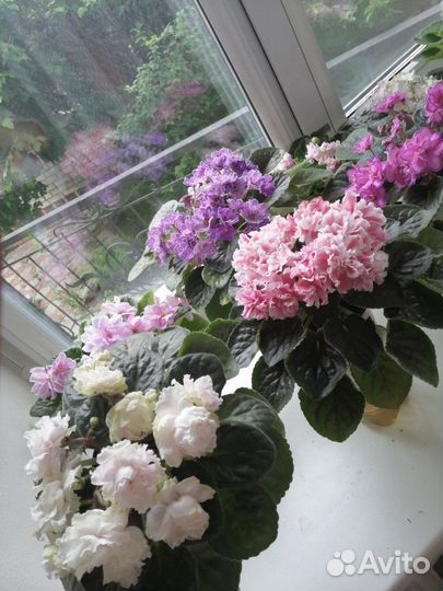 Сортовые фиалки