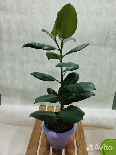 Фикус Эластика 70 см