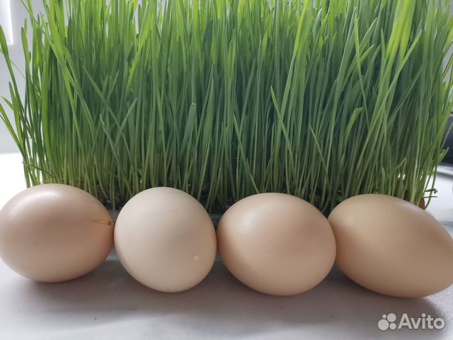 Яйца домашних курочек