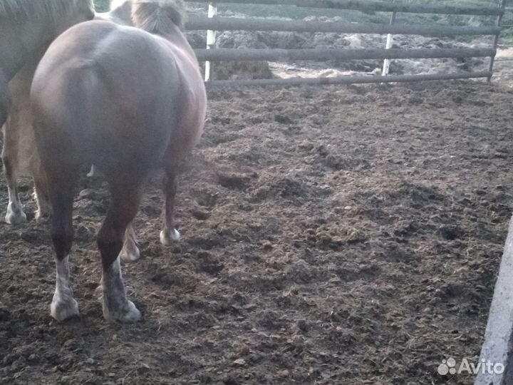 Лошади и курдючные барашки