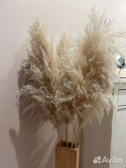 Пампасная трава