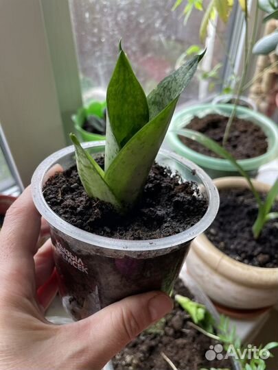 Сансевиерия