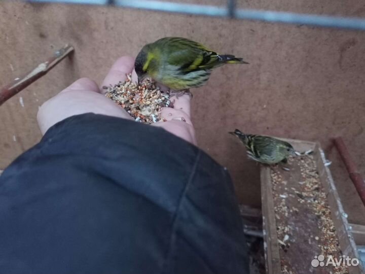 Певчие птицы