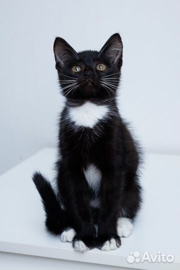 Котята