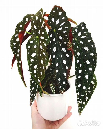 Бегония Макулата Maculata