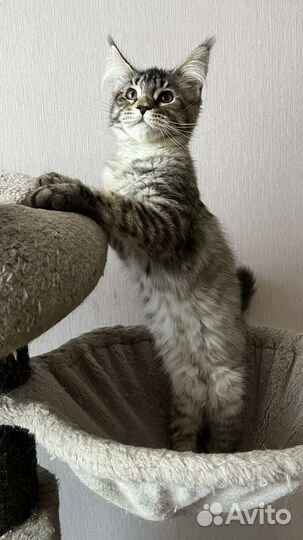 Котята мейн-кун