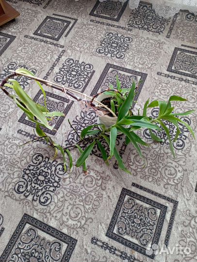 Цветок золотой ус