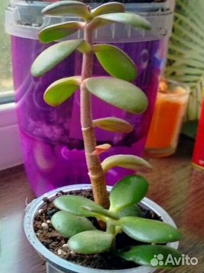 Денежное дерево