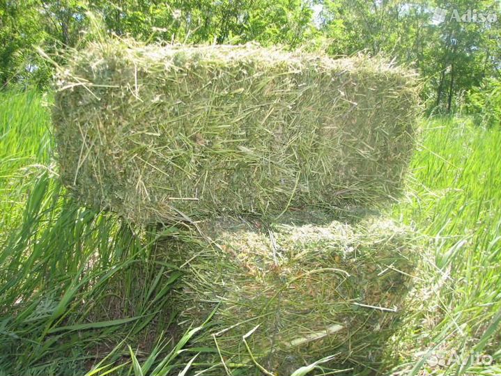 Сено в квадратных тюках 25кг