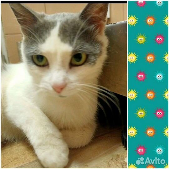 Ищет дом Котик не такой как все