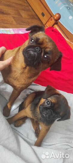 Девочка Пти Брабансон