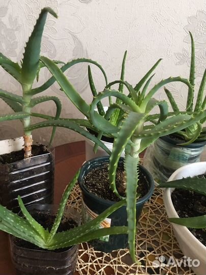 Алоэ вера, лечебный