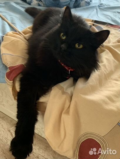 Кошечка в добрые руки