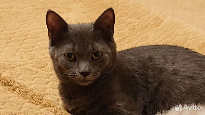 Котик пепельный в добрые руки