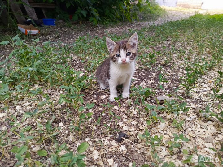 Котята ищут дом