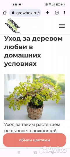 Аихризон (Дерево любви)