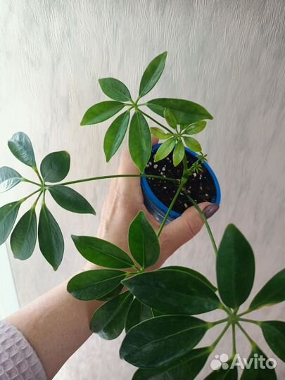 Эпипремнум, сингониум, шефлера