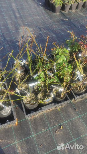 Саженцы роз