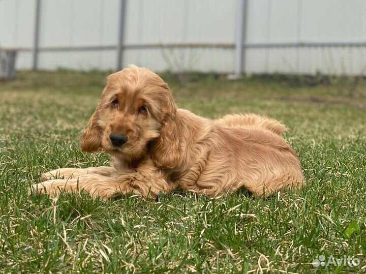 Кокер спаниель