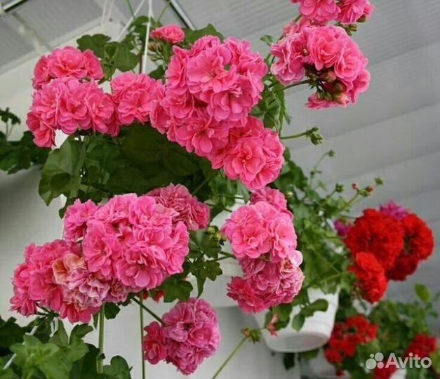 Пеларгония