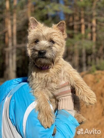 Керн терьер щенки
