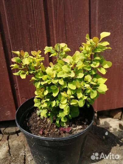 Цветы и кустарники для сада