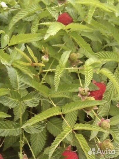 Тибетская малина саженцы