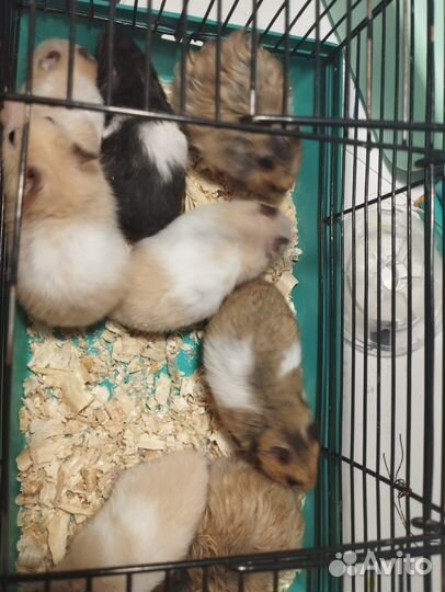 Сирийский хомяк