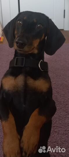 Отдам в добрые руки такса