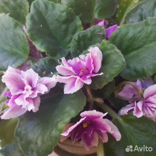 Фиалка в горшках