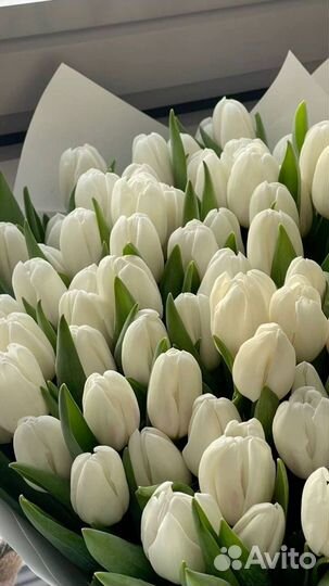 Тюльпаны к 8 марта