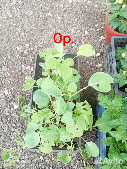 Рассада помидор черри