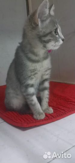 Котенок. Стерильная