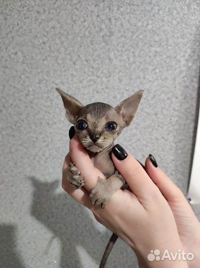 Котенок канадского сфинкса