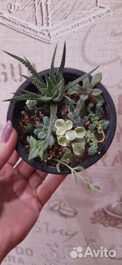 Флорариум суккуленты